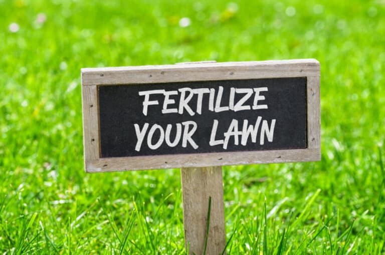 Best Lawn Fertilizer For All Seasons