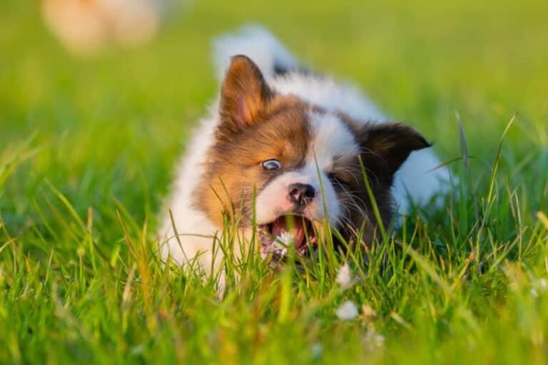 Will Lawn Fertilizer Hurt My Dog?